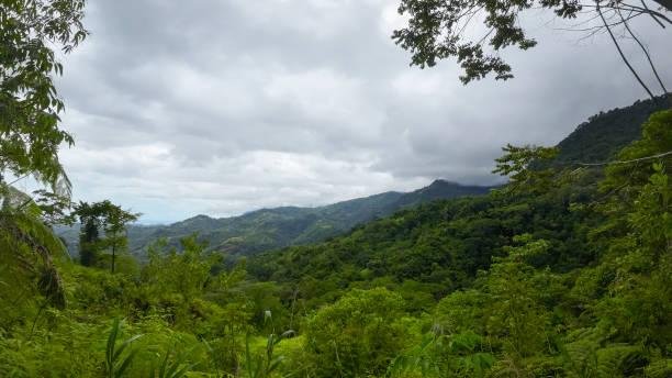 Explore Tropical Rainforests in Costa Rica